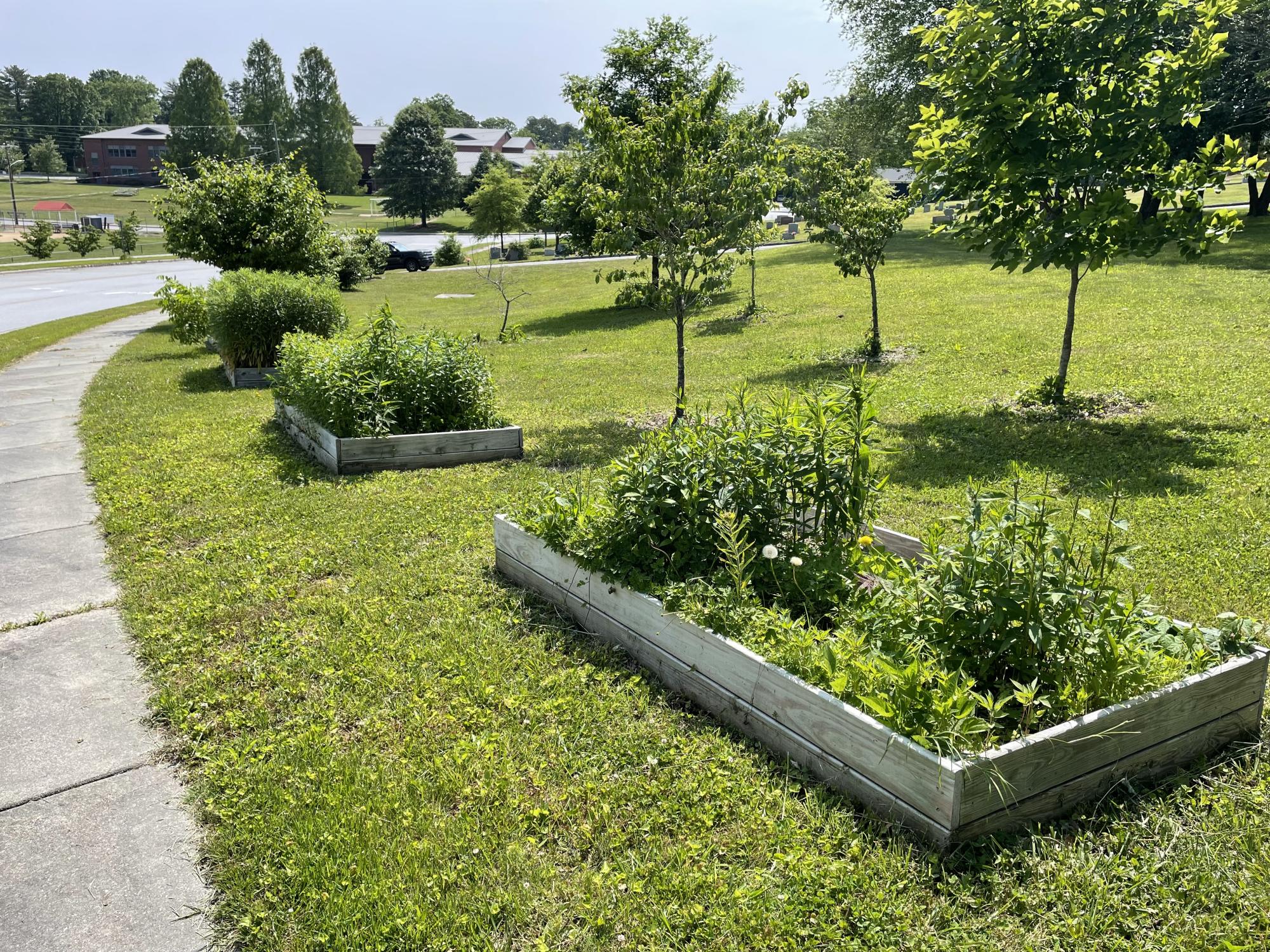 Bearcat Loop pollinator beds and trees