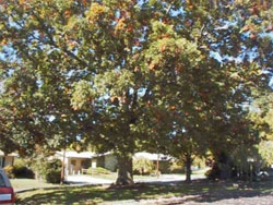 Photo of a Heritage Tree 