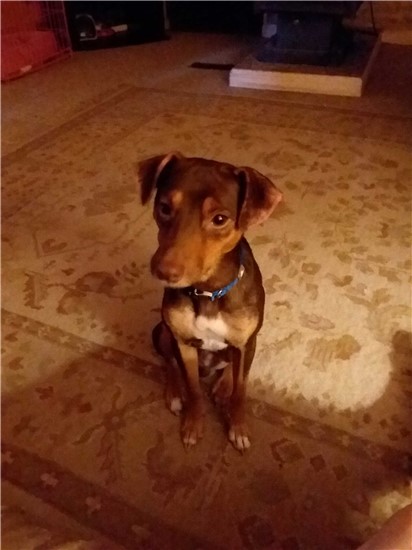 photo of Bobo