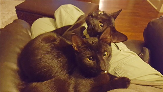 photo of cats