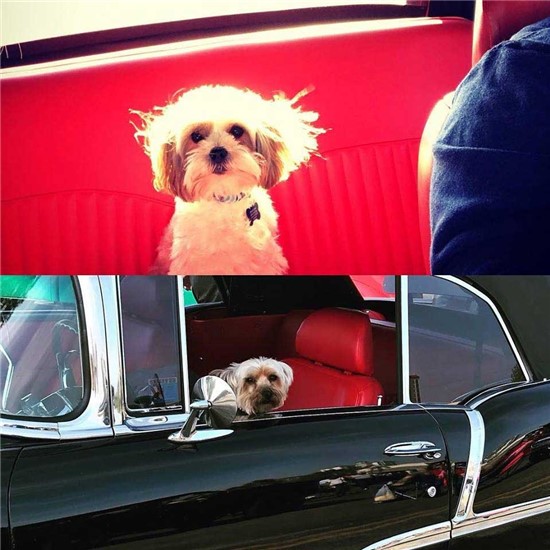 2 photos. two dogs named Clint Eastwood and Rocky Balboa