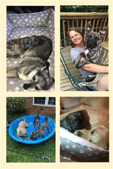 collage of dog photos