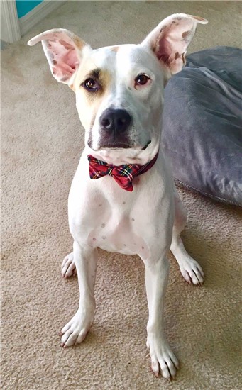 photo of white spotted dog with checked bowtie