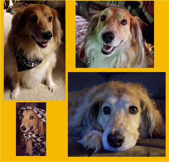 collage of photos of really cute brown and white dog