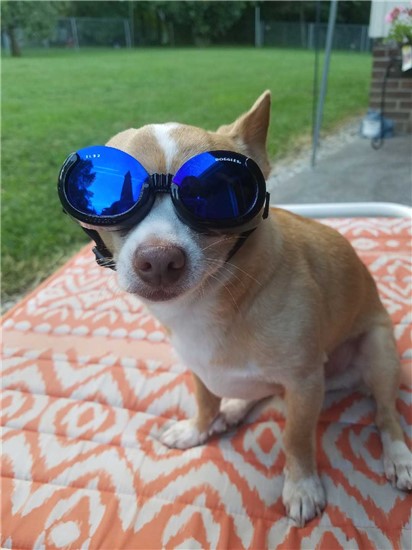A tan Chihuahua with biker classes on. named Juan Julio