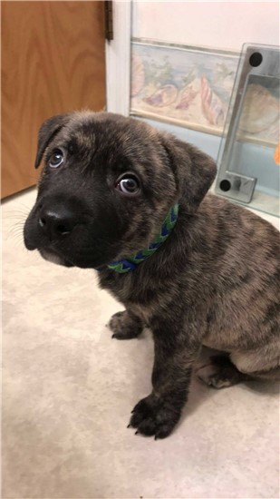 brindle puppy with cute eyes