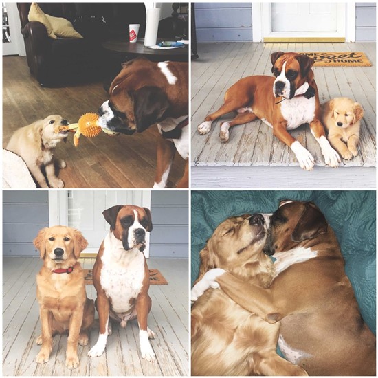 collage of two dogs playing and snuggling
