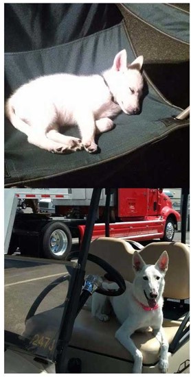 white dog sitting in golf cart