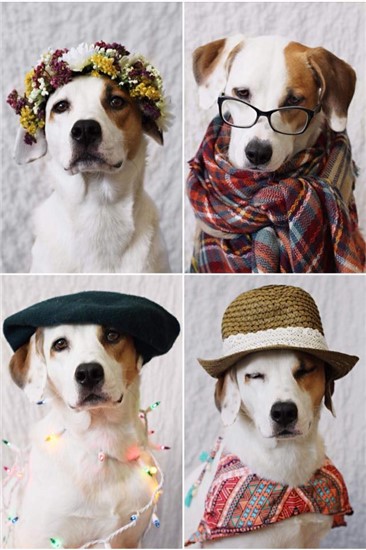 photo of pet