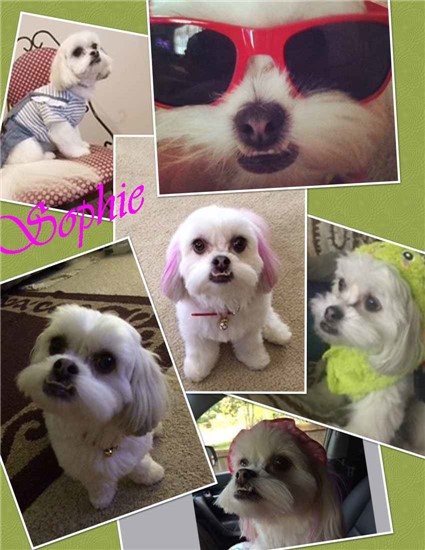 Photo collage of small white dog named Sophie