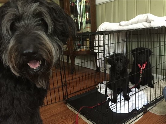 Black long haired dog named Yeti