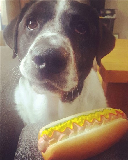 photo of dog