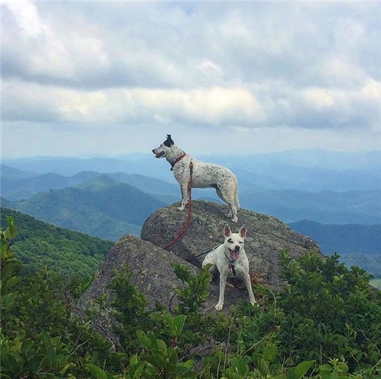 photo of 2 dogs hiking