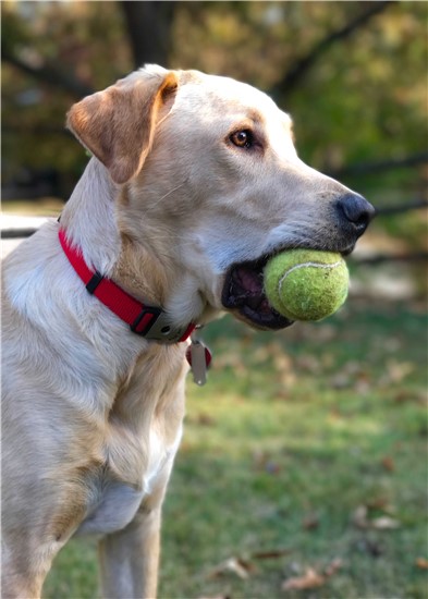 yellow dog with ball in his mouth