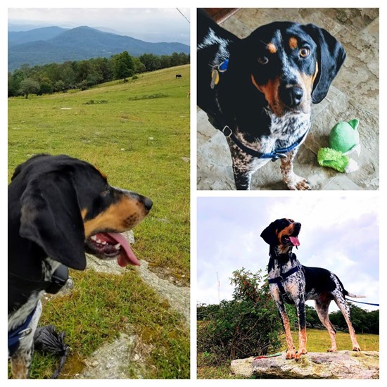 collage of blue tick hound photo