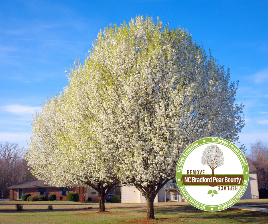 Bradford Pear Tree, showing white blooms. The Bradford Pear Bounty Logo is also present.