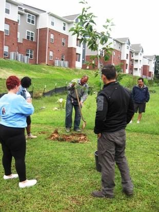 people planting trees