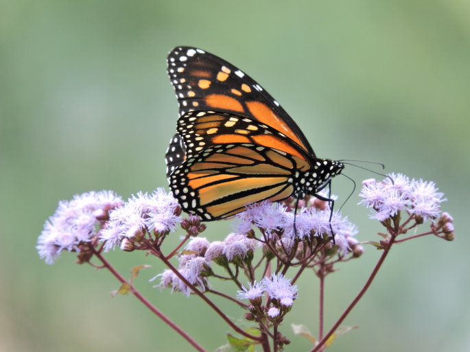 flower with butterfly