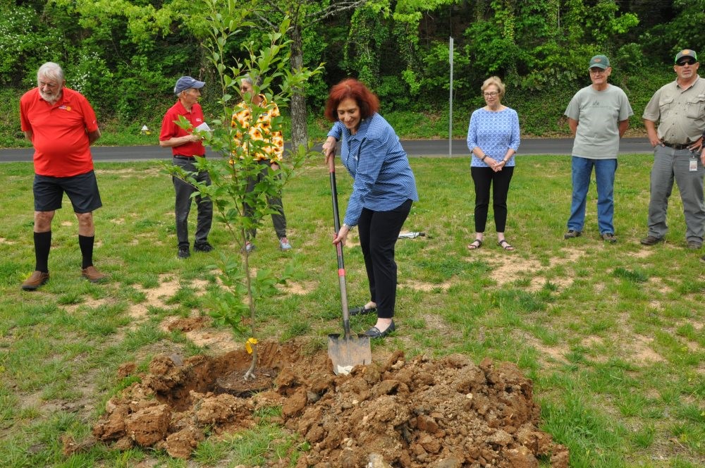 A lady holding a shovel, digging into dirt