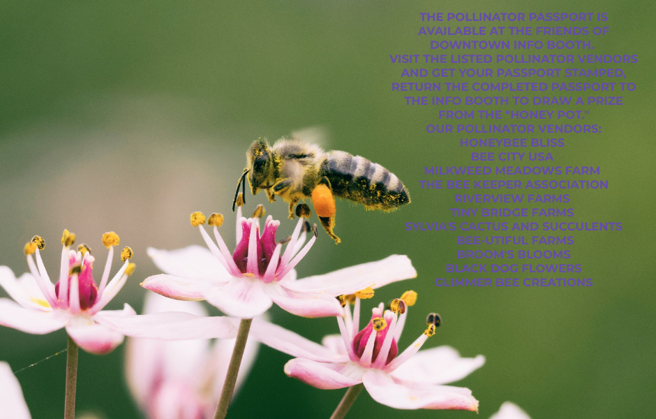 Honey Bee